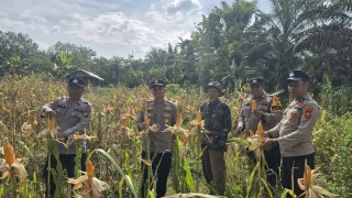 Kapolsek Bonai Darussalam Turun ke Sawah
