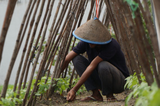 Pertanian Jadi Bekal Masa Depan, Rutan Dumai Libatkan Warga Binaan dalam Budidaya Pangan